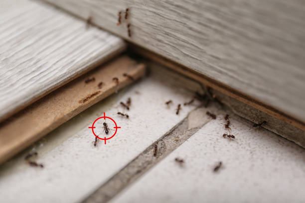 Best Best Pest Control Companies  in Mulino, OR