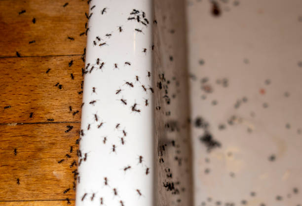Best Termite Control Services  in Mulino, OR